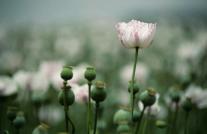 a-close-view-of-opium-poppy-flowers-jason-edwards