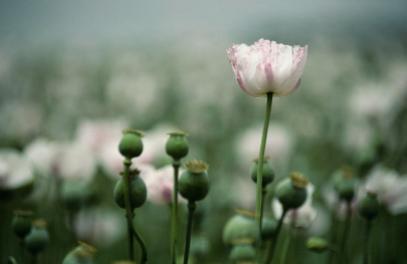 a-close-view-of-opium-poppy-flowers-jason-edwards
