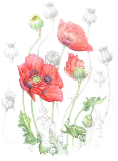 papaver somniferum  opium poppy  watercolour and graphite image size 450x620mm approx_450x613